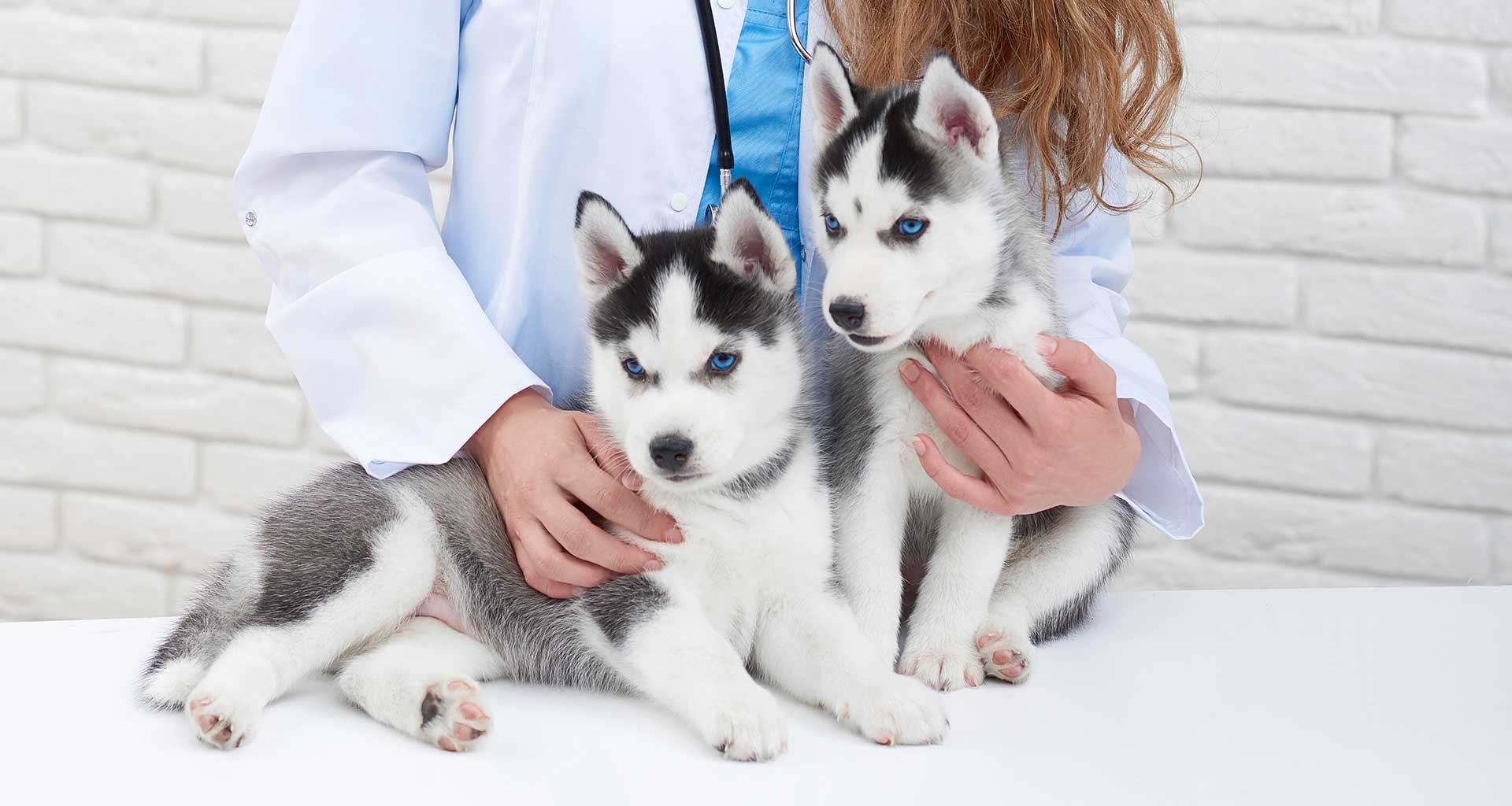 General Vet Care