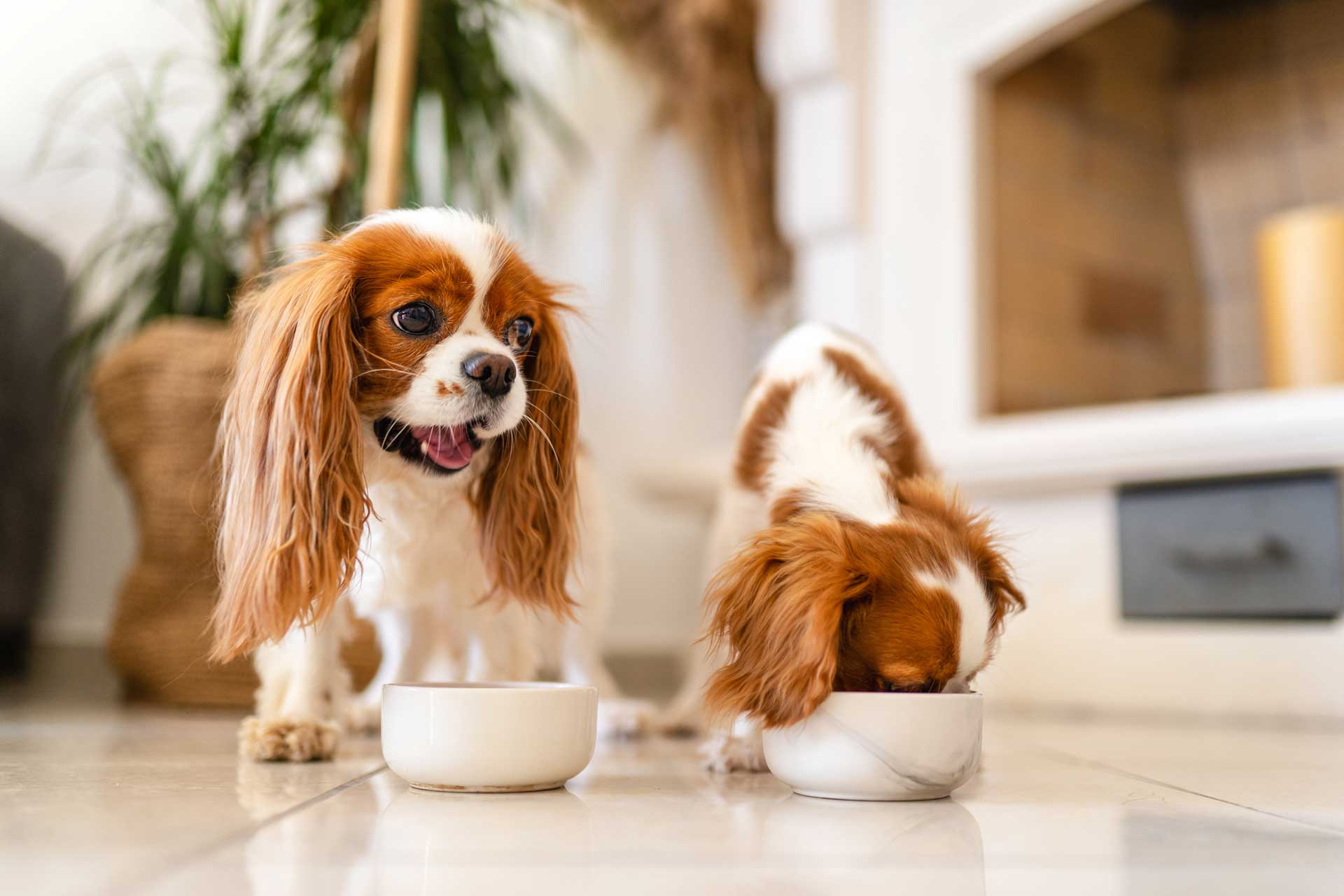 Why is chocolate bad for pets?